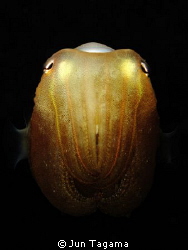 Juvenile Cuttlefish, G12 + Inon UCL165 by Jun Tagama 